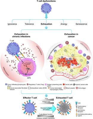 Biomechanics of T Cell Dysfunctions in Chronic Diseases